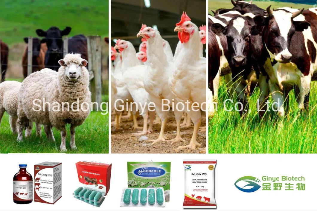 Wholesale Oral Liquid Poultry Acidifier Mold Killer Oral Liquid Veterinary Drug Price